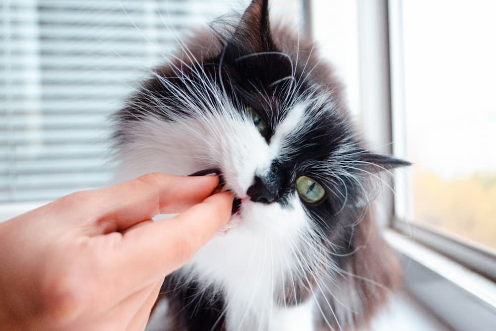 Cat taking a small pill from owner