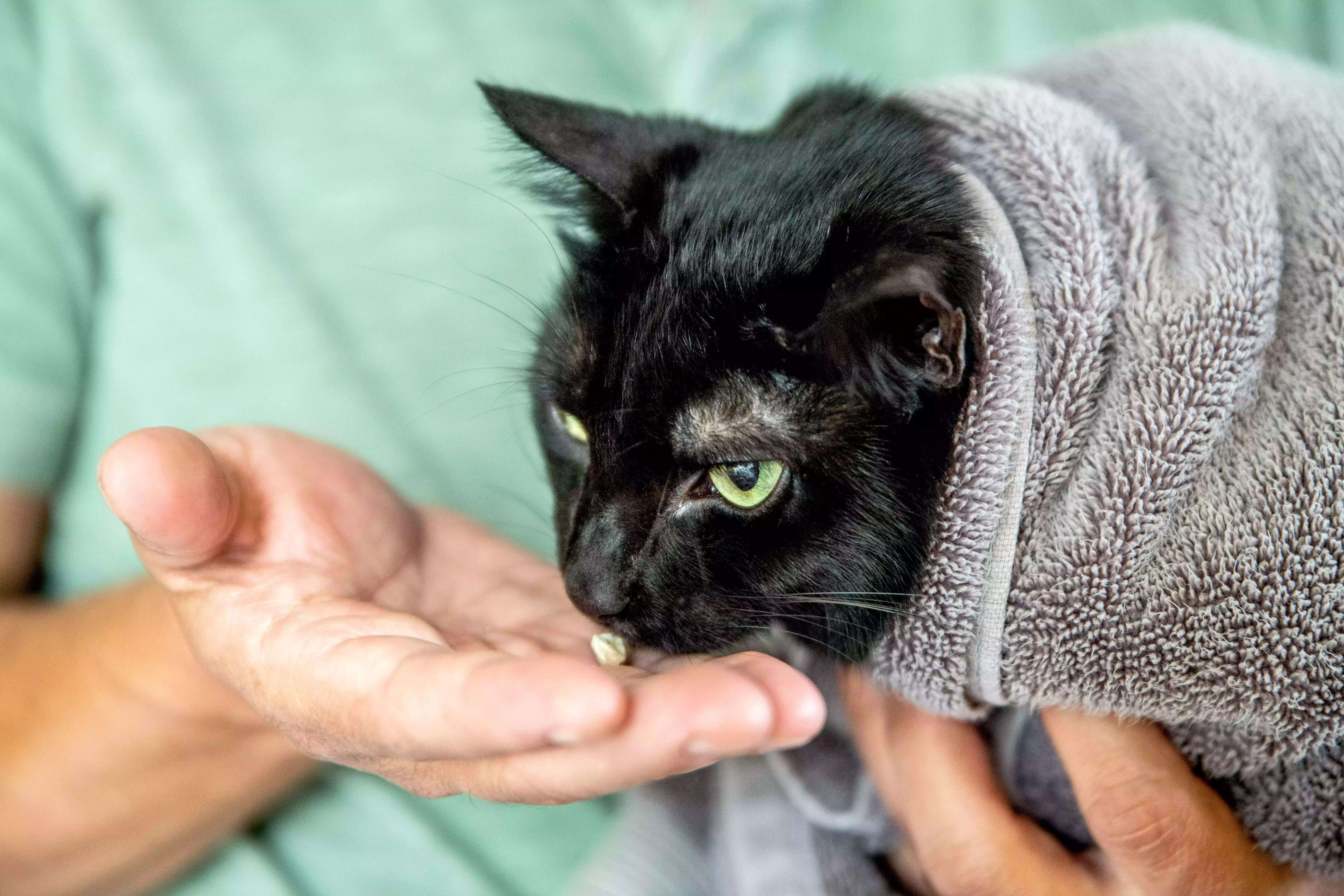 Black cat wrapped in towel with owner holding a treat in front