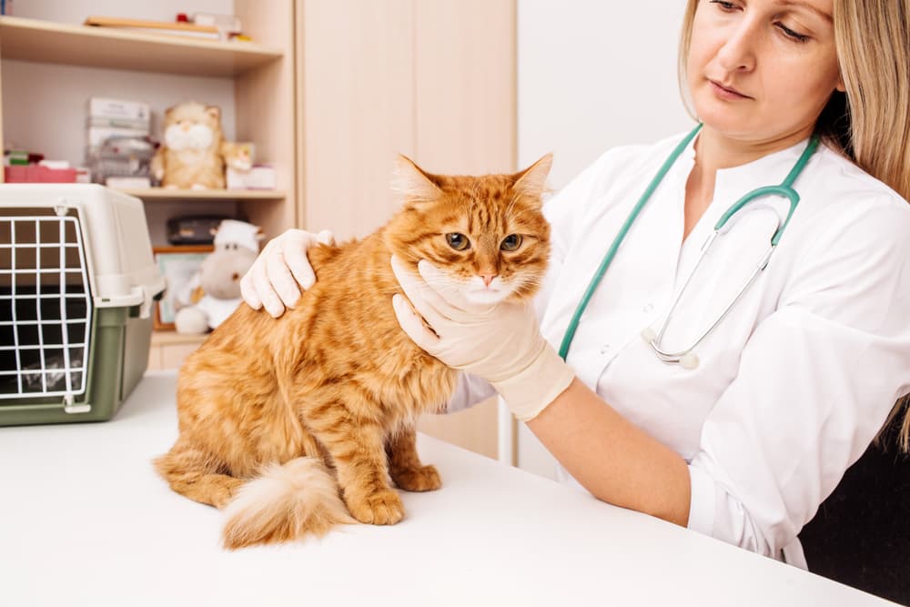 Veterinarian diagnosing sick cat