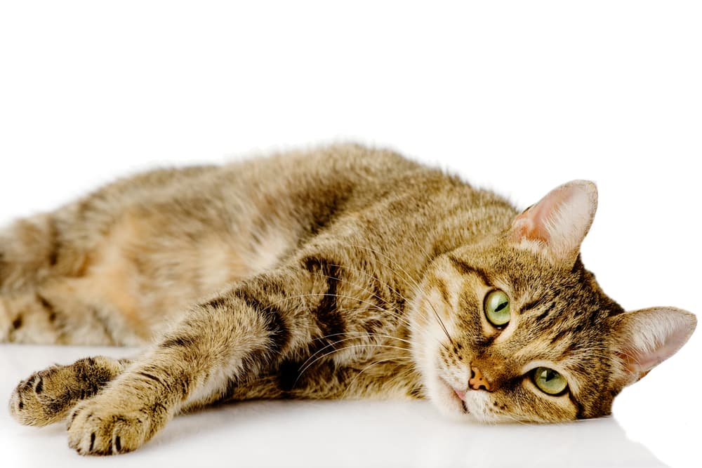 Sick cat lying down on white background
